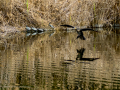 Cormorán grande - Phalacrocorax carbo - Corb marí gros