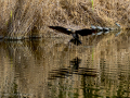 Cormorán grande - Phalacrocorax carbo - Corb marí gros