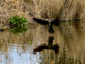 Cormorán grande - Phalacrocorax carbo - Corb marí gros