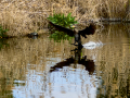 Cormorán grande - Phalacrocorax carbo - Corb marí gros