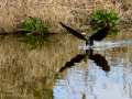 Cormorán grande - Phalacrocorax carbo - Corb marí gros