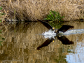 Cormorán grande - Phalacrocorax carbo - Corb marí gros