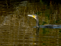 Cormorán grande - Phalacrocorax carbo - Corb marí gros