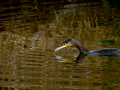 Cormorán grande - Phalacrocorax carbo - Corb marí gros
