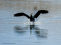 Cormorán grande - Phalacrocorax carbo - Corb marí gros