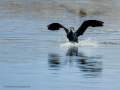 Cormorán grande - Phalacrocorax carbo - Corb marí gros