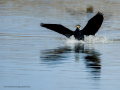 Cormorán grande - Phalacrocorax carbo - Corb marí gros