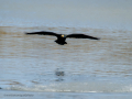 Cormorán grande - Phalacrocorax carbo - Corb marí gros