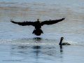 Cormorán grande - Phalacrocorax carbo - Corb marí gros