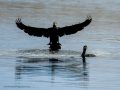 Cormorán grande - Phalacrocorax carbo - Corb marí gros