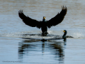 Cormorán grande - Phalacrocorax carbo - Corb marí gros