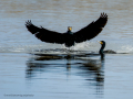 Cormorán grande - Phalacrocorax carbo - Corb marí gros