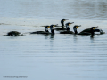 Cormorán grande - Phalacrocorax carbo - Corb marí gros