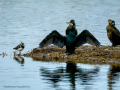 Cormorán grande - Phalacrocorax carbo - Corb marí gros