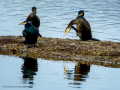 Cormorán grande - Phalacrocorax carbo - Corb marí gros