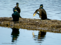 Cormorán grande - Phalacrocorax carbo - Corb marí gros