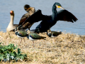 Cormorán grande - Phalacrocorax carbo - Corb marí gros