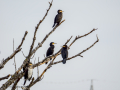 Cormorán grande - Phalacrocorax carbo - Corb marí gros
