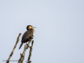 Cormorán grande - Phalacrocorax carbo - Corb marí gros