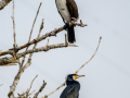 Cormorán grande - Phalacrocorax carbo - Corb marí gros