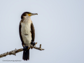 Cormorán grande - Phalacrocorax carbo - Corb marí gros