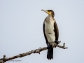 Cormorán grande - Phalacrocorax carbo - Corb marí gros