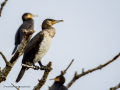 Cormorán grande - Phalacrocorax carbo - Corb marí gros