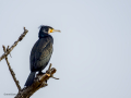Cormorán grande - Phalacrocorax carbo - Corb marí gros