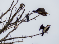 Cormorán grande - Phalacrocorax carbo - Corb marí gros