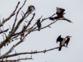 Cormorán grande - Phalacrocorax carbo - Corb marí gros