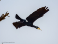 Cormorán grande - Phalacrocorax carbo - Corb marí gros