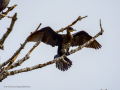 Cormorán grande - Phalacrocorax carbo - Corb marí gros