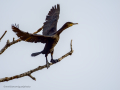 Cormorán grande - Phalacrocorax carbo - Corb marí gros