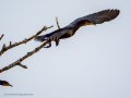 Cormorán grande - Phalacrocorax carbo - Corb marí gros