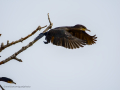 Cormorán grande - Phalacrocorax carbo - Corb marí gros