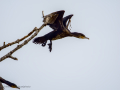 Cormorán grande - Phalacrocorax carbo - Corb marí gros