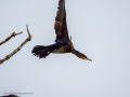 Cormorán grande - Phalacrocorax carbo - Corb marí gros