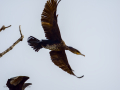 Cormorán grande - Phalacrocorax carbo - Corb marí gros