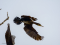 Cormorán grande - Phalacrocorax carbo - Corb marí gros