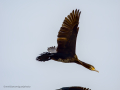 Cormorán grande - Phalacrocorax carbo - Corb marí gros