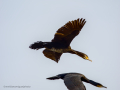 Cormorán grande - Phalacrocorax carbo - Corb marí gros