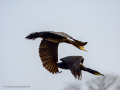 Cormorán grande - Phalacrocorax carbo - Corb marí gros