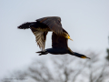 Cormorán grande - Phalacrocorax carbo - Corb marí gros
