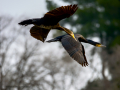 Cormorán grande - Phalacrocorax carbo - Corb marí gros