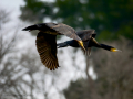 Cormorán grande - Phalacrocorax carbo - Corb marí gros