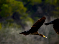 Cormorán grande - Phalacrocorax carbo - Corb marí gros