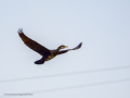 Cormorán grande - Phalacrocorax carbo - Corb marí gros