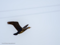 Cormorán grande - Phalacrocorax carbo - Corb marí gros