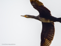 Cormorán grande - Phalacrocorax carbo - Corb marí gros