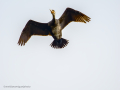 Cormorán grande - Phalacrocorax carbo - Corb marí gros